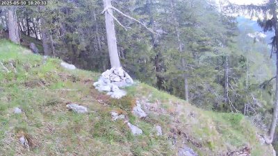 Live Webcam Steinadler Klausbachtal