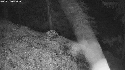 Live Webcam Steinadler Klausbachtal