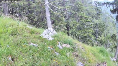 Live Webcam Steinadler Klausbachtal