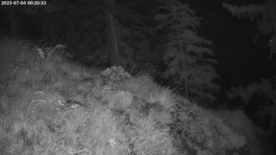 Live Webcam Steinadler Klausbachtal