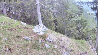 Live Webcam Steinadler Klausbachtal