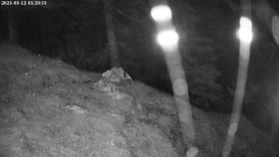 Live Webcam Steinadler Klausbachtal