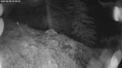 Live Webcam Steinadler Klausbachtal