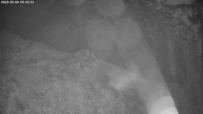 Live Webcam Steinadler Klausbachtal