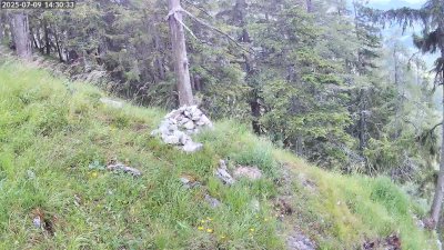 Live Webcam Steinadler Klausbachtal