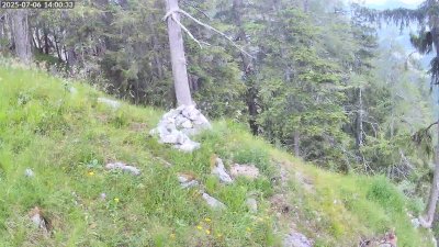 Live Webcam Steinadler Klausbachtal