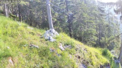 Live Webcam Steinadler Klausbachtal