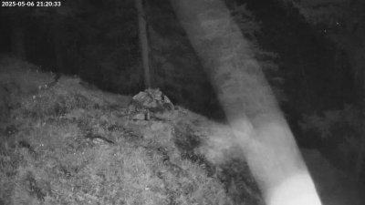 Live Webcam Steinadler Klausbachtal