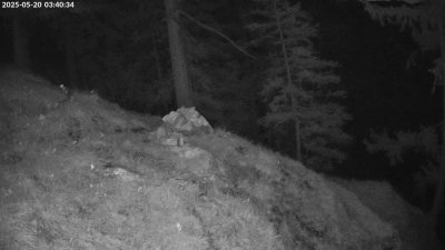 Live Webcam Steinadler Klausbachtal