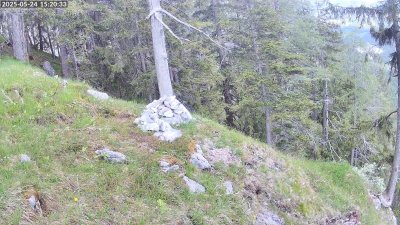 Live Webcam Steinadler Klausbachtal