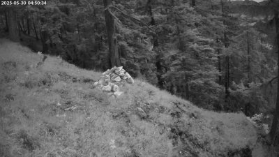 Live Webcam Steinadler Klausbachtal