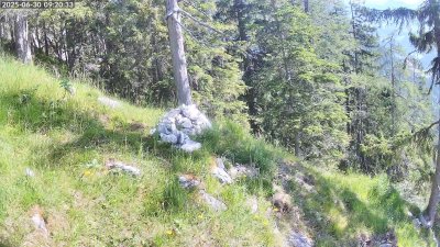 Live Webcam Steinadler Klausbachtal