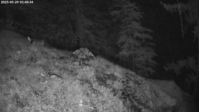 Live Webcam Steinadler Klausbachtal