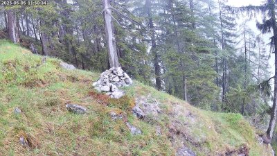 Live Webcam Steinadler Klausbachtal