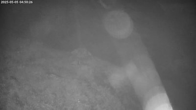 Live Webcam Steinadler Klausbachtal
