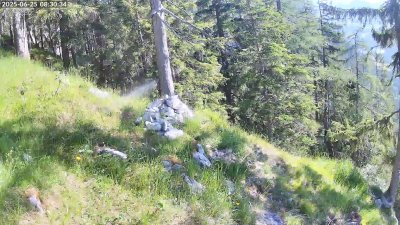 Live Webcam Steinadler Klausbachtal