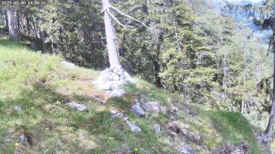 Live Webcam Steinadler Klausbachtal