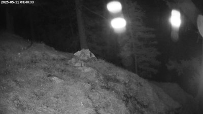 Live Webcam Steinadler Klausbachtal