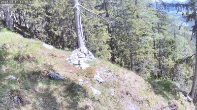 Live Webcam Steinadler Klausbachtal
