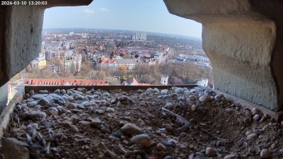 Live Webcam Wanderfalken Augsburg