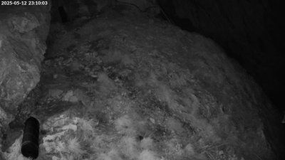 Live Webcam Bartgeier #1