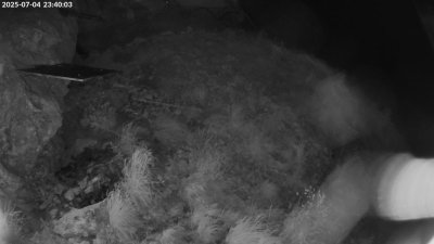 Live Webcam Bartgeier #1