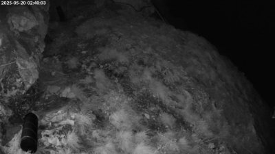 Live Webcam Bartgeier #1