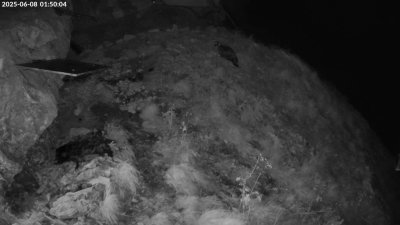 Live Webcam Bartgeier #1