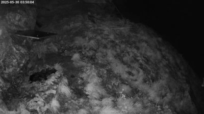 Live Webcam Bartgeier #1