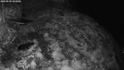 Live Webcam Bartgeier #1