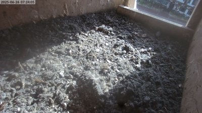 Live Webcam Turmfalken Eggstätt
