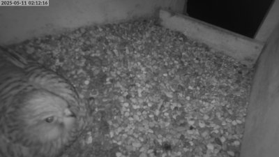 Live Webcam Turmfalken Eggstätt
