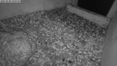 Live Webcam Turmfalken Eggstätt