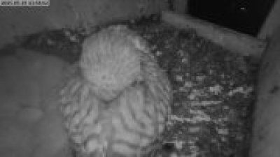 Live Webcam Turmfalken Eggstätt
