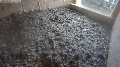 Live Webcam Turmfalken Eggstätt