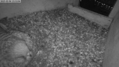 Live Webcam Turmfalken Eggstätt