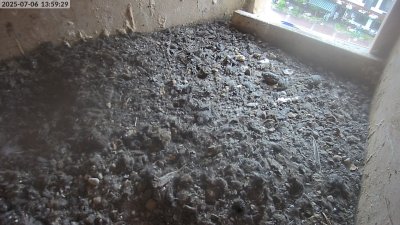 Live Webcam Turmfalken Eggstätt