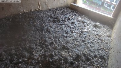 Live Webcam Turmfalken Eggstätt