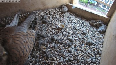 Live Webcam Turmfalken Eggstätt