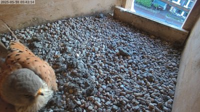 Live Webcam Turmfalken Eggstätt