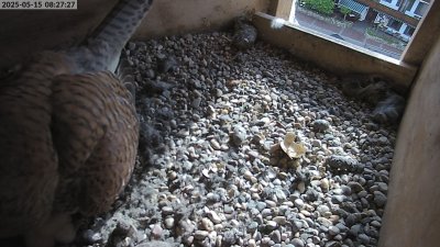 Live Webcam Turmfalken Eggstätt