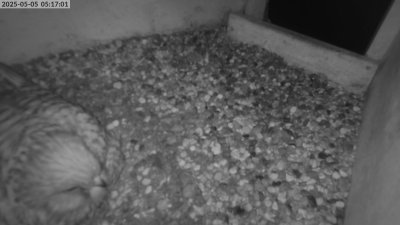 Live Webcam Turmfalken Eggstätt