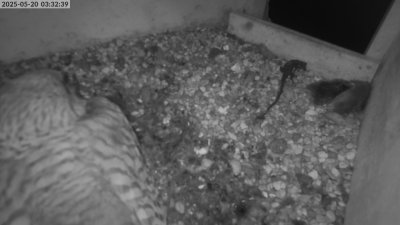 Live Webcam Turmfalken Eggstätt