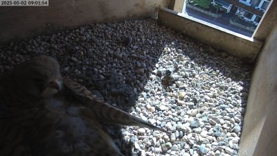 Live Webcam Turmfalken Eggstätt