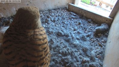 Live Webcam Turmfalken Eggstätt