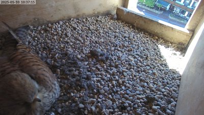 Live Webcam Turmfalken Eggstätt