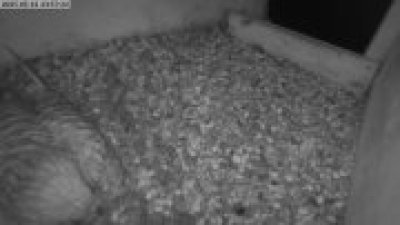 Live Webcam Turmfalken Eggstätt