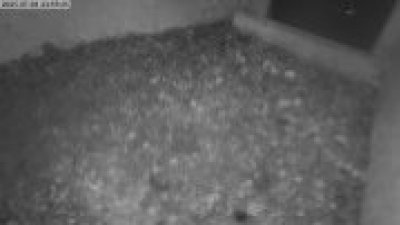 Live Webcam Turmfalken Eggstätt