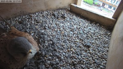Live Webcam Turmfalken Eggstätt