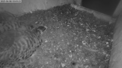 Live Webcam Turmfalken Eggstätt